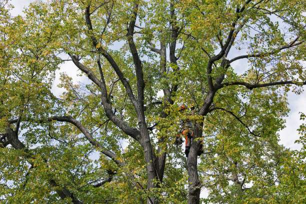 How Our Tree Care Process Works  in  Evendale, OH